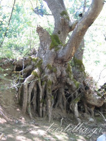 Wonderful root sightings