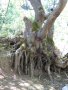 Wonderful root sightings